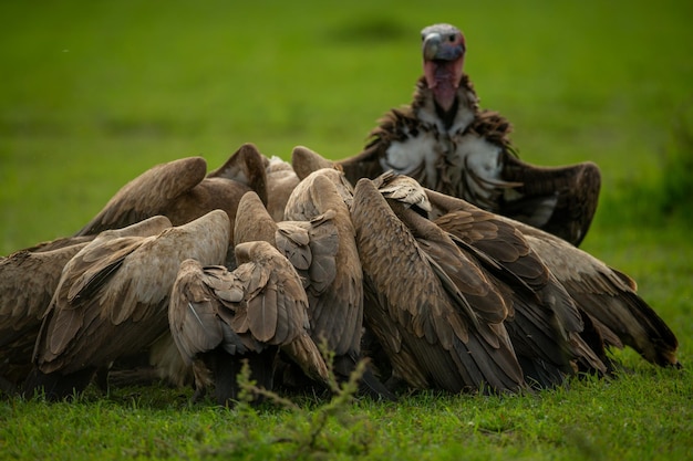 Lappet-faced gier horloges Afrikaanse witte rug gieren voeden