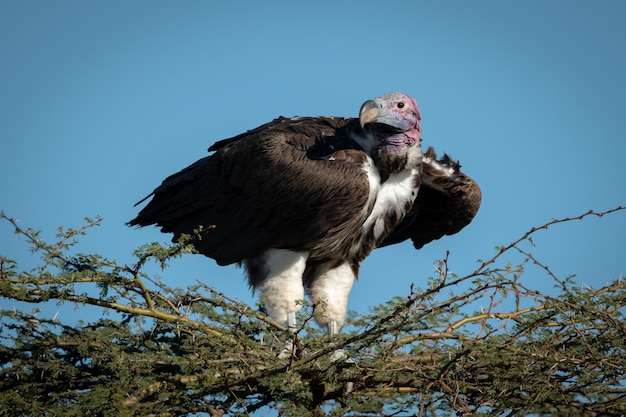 Foto avvoltoio con la faccia di lappet appoggiato su un albero contro il cielo