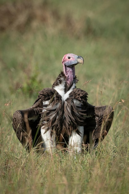 Lappet-faced vulture perching veld