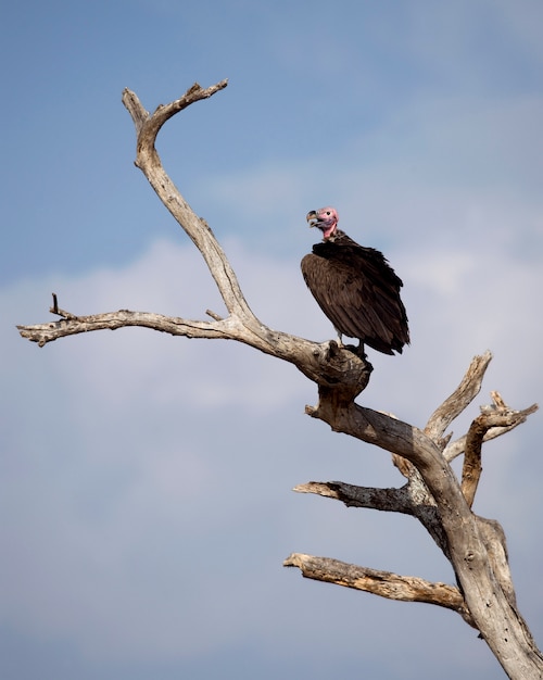 Lappet-faced Vulture, Torgos tracheliotos, perched on branch