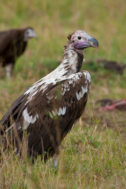 Lappet-faced Vulture