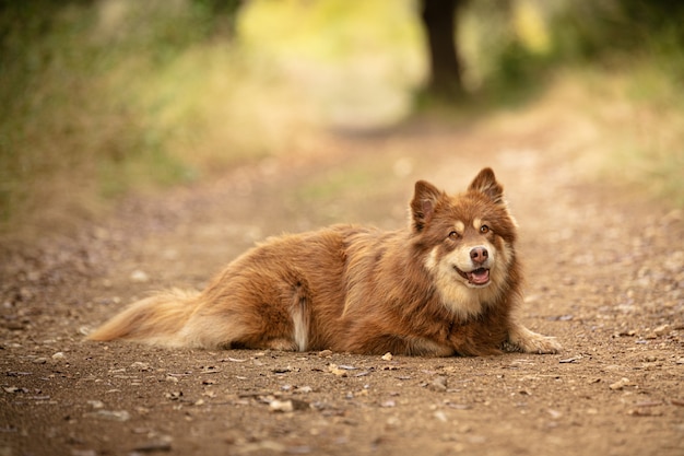 Lapse herder die vrij in de natuur ligt