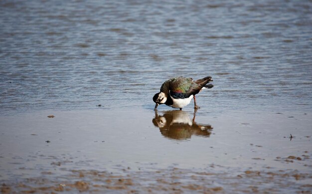 Lapwing feeding along the shoreline