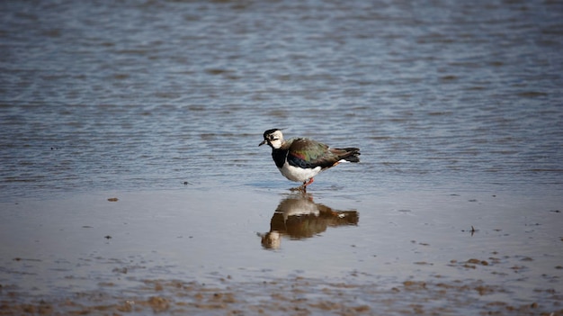 Lapwing feeding along the shoreline