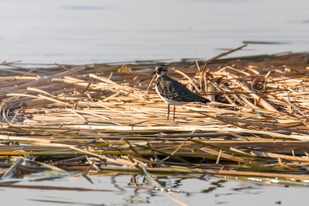 사진 랩윙, 물속의 노던 랩윙(vanellus vanellus) peewit