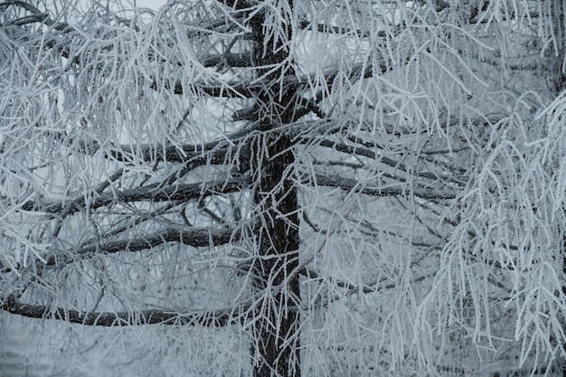 Photo larch branches in frozen frost.