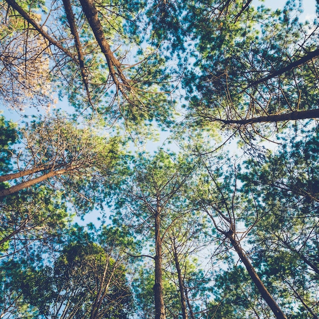 larch forest with vintage scene