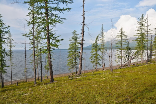 Larch on the Keta lake