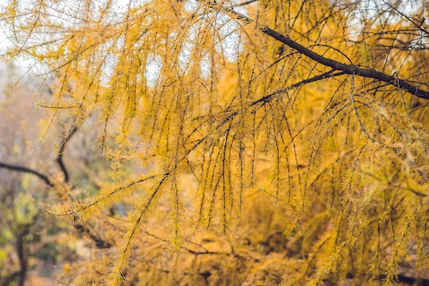 11월에 스트로빌이 있는 낙엽송
