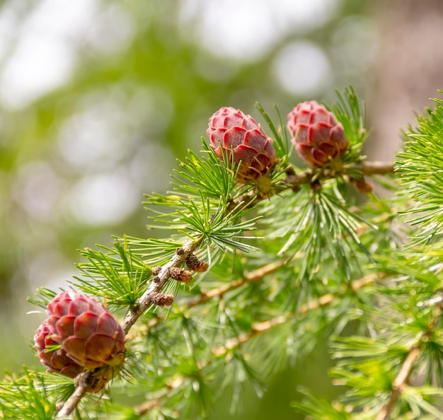 Photo larch twigs and cones