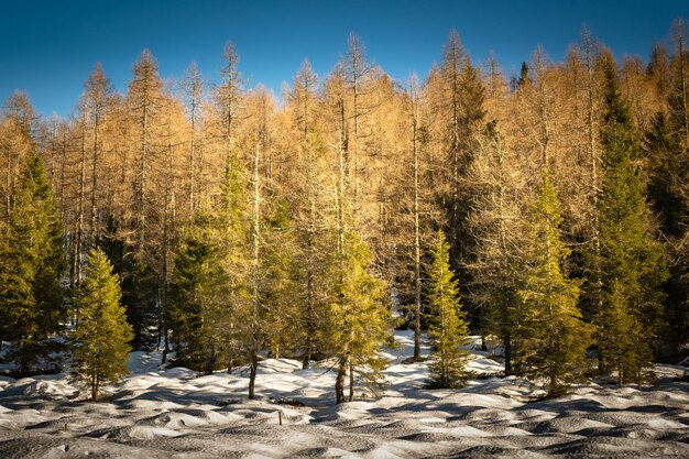 Larch woods surrounding Lake Calaita in winter autumn colors and snow Lozen Valley Trentino