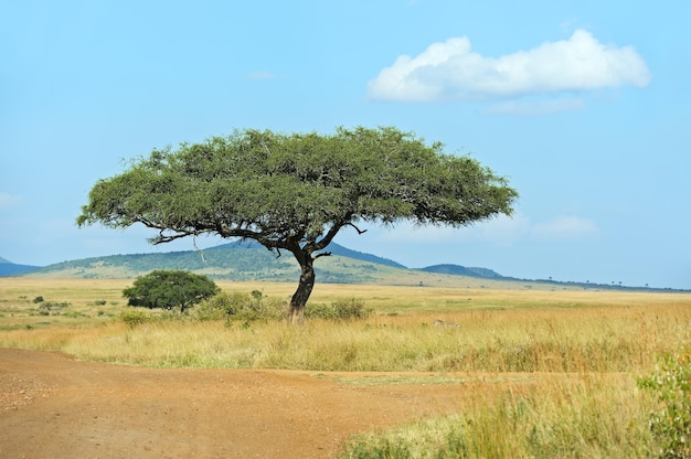 Large Acacia tree in the open savanna plains of East Africa