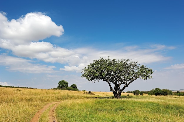 Large Acacia tree in the open savanna plains of East Africa