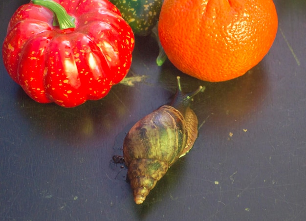 Photo the large achatina snail close up blue light