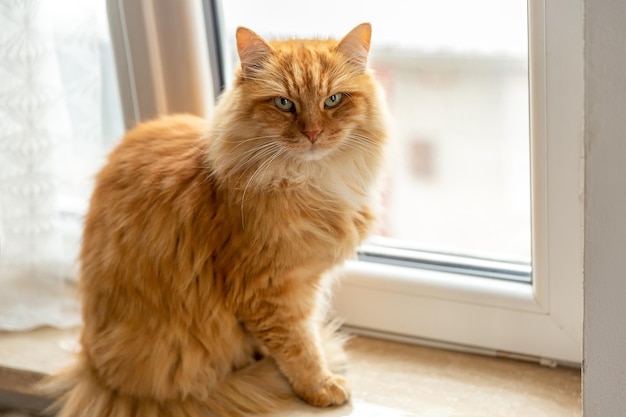 Large adult cat sits on the windowsill