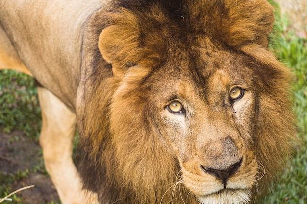 Large adult lion, the largest of the cats, in a bio park.