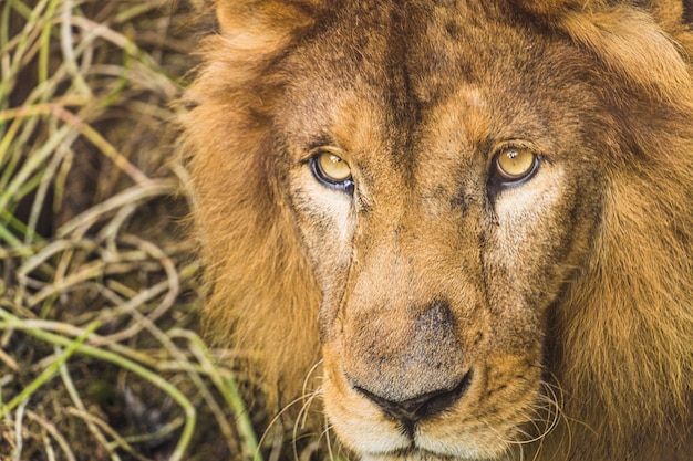 Large adult lion, the largest of the cats, in a bio park.