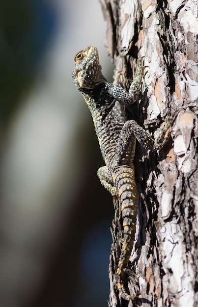 Large agama lizard sits on a the pine tree in Turkey Stellagama stellio