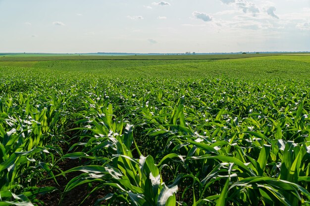 A large agricultural field of corn Concept of a rich harvest