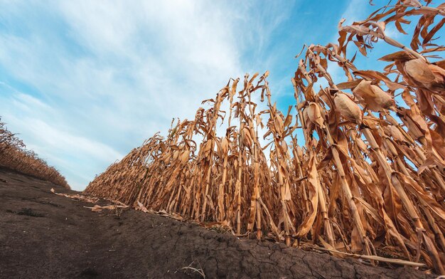 Large agricultural field of dry ripe corn