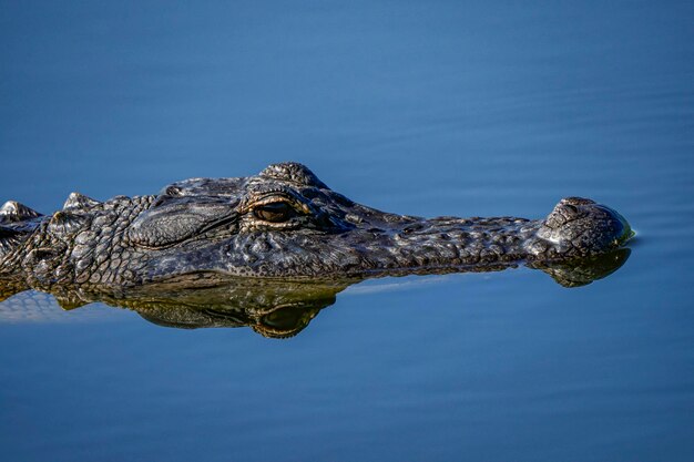 A large alligator is reflected in the water.