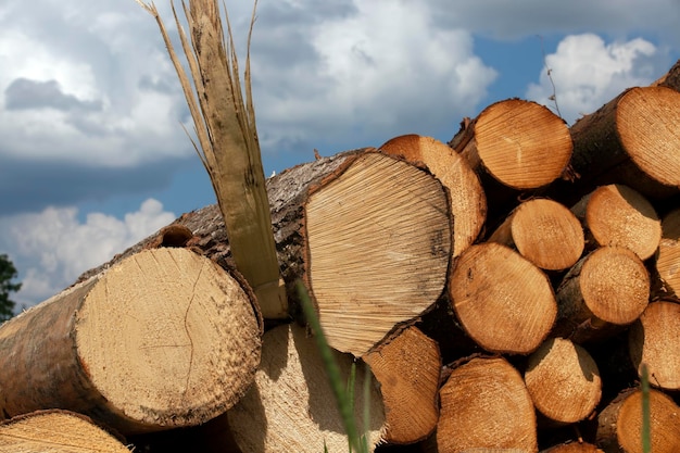 A large amount of pine wood during logging