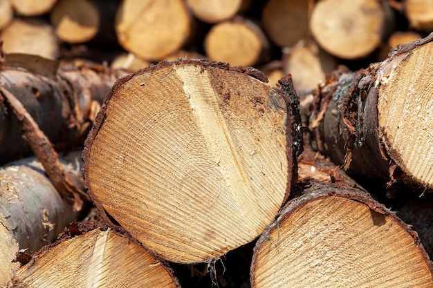 A large amount of pine wood during logging