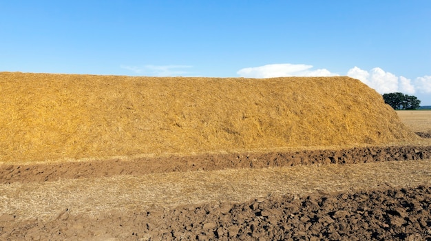 A large amount of straw loaded in a large stack for storing it for the winter, summer