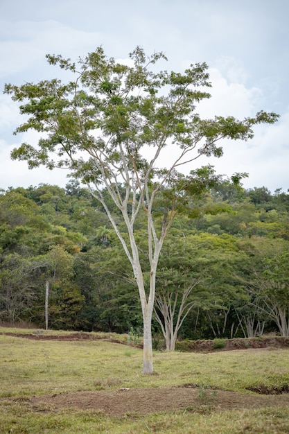 Large angiosperm tree in a pasture area of a farm