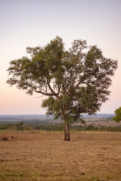 Large angiosperm tree in a pasture area of a farm