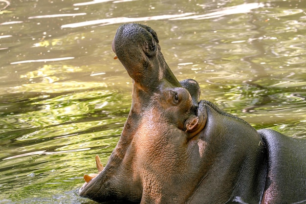 Large animal hippopotamus in the water opened its mouth