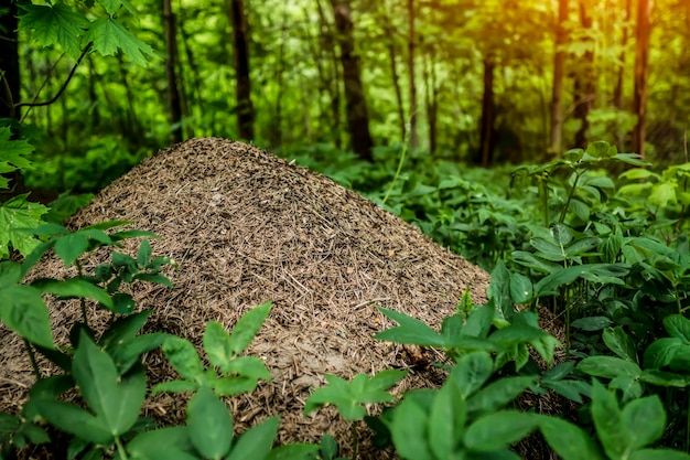 Large ant hill in the forest closeup