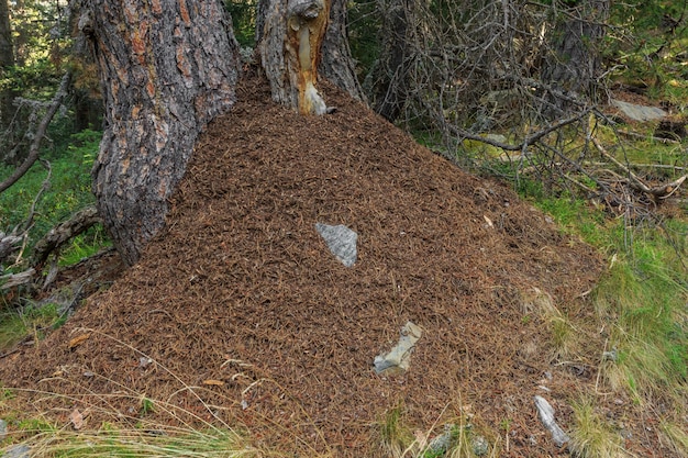 Large ant hill in a pine forest