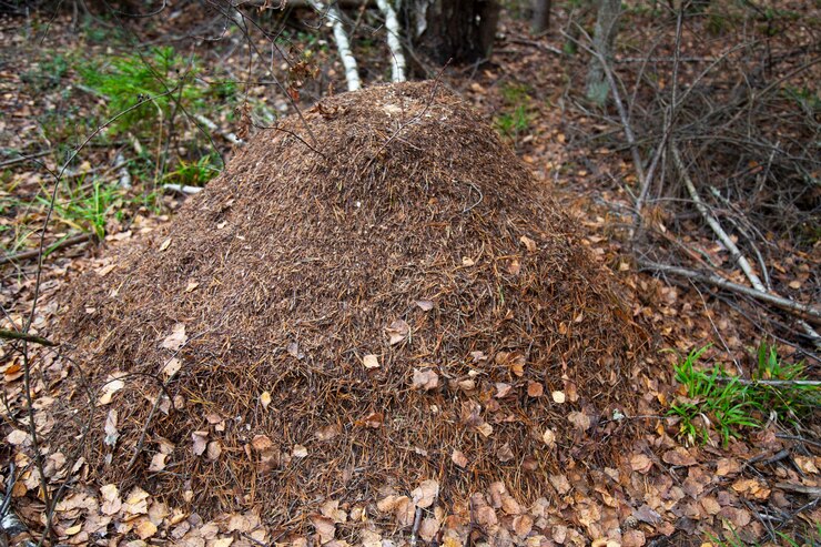 A large anthill in the forest is a house and a dwelling for ants and autumn leaves