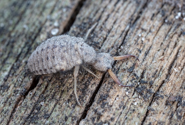 Photo large antlion, live insect