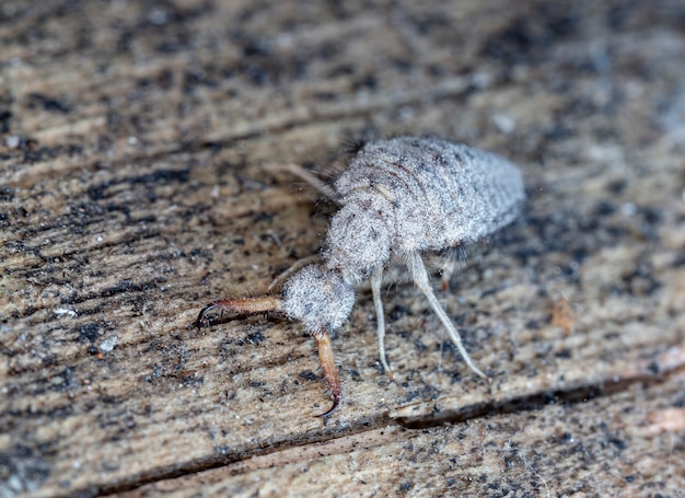 Photo large antlion, live insect