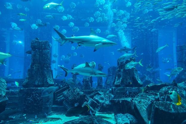 Large aquarium in Dubai, United Arab Emirates