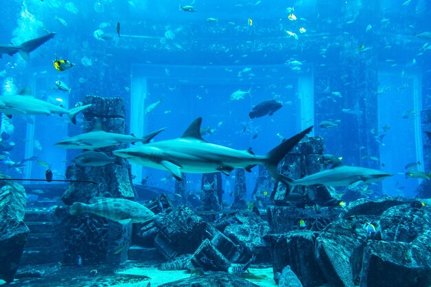 Large aquarium in Dubai in United Arab Emirates