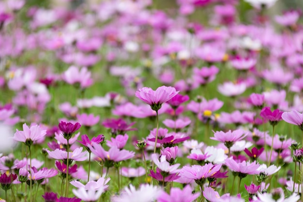 A large area of Gesang flowers opened