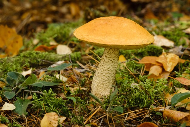A large aspen mushroom with an orange cap grows in the autumn forest Mushrooms in the forest Mushroom picking