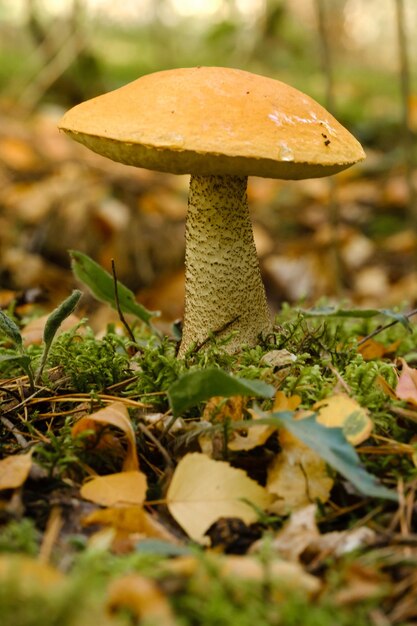 A large aspen mushroom with an orange cap grows in the autumn forest Mushrooms in the forest Mushroom picking