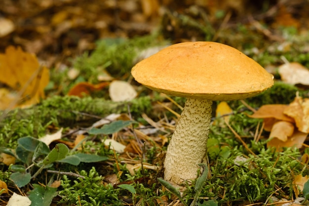 A large aspen mushroom with an orange cap grows in the autumn forest Mushrooms in the forest Mushroom picking