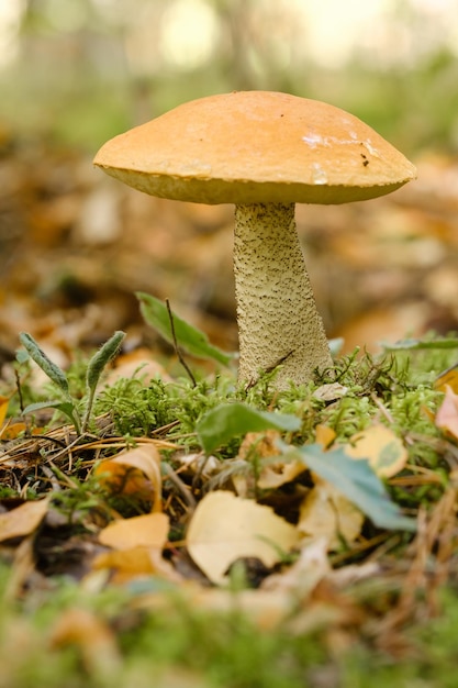 A large aspen mushroom with an orange cap grows in the autumn forest Mushrooms in the forest Mushroom picking