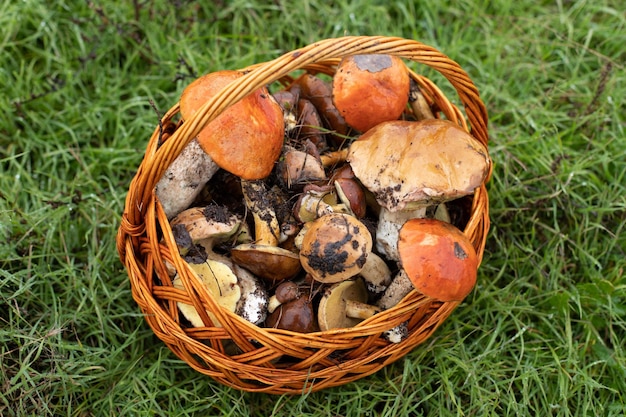 Photo a large basket of edible mushrooms stands on the grass.