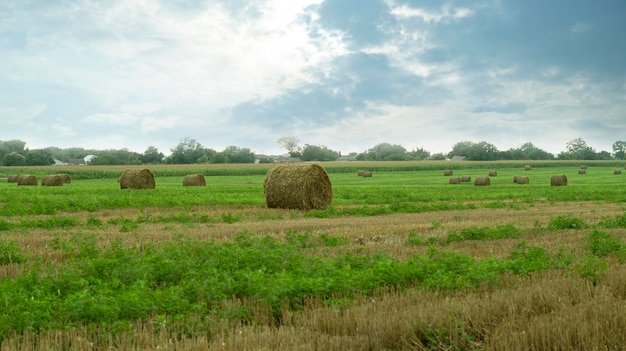 Large beautiful agricultural field with stacks of hay