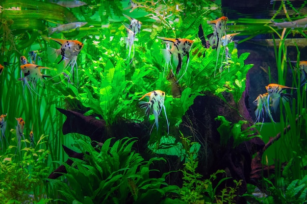 Фото Большой красивый аквариум с пышными зелеными водорослями и скалярными рыбками