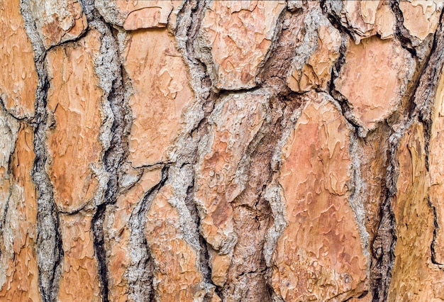 Large beautiful brown pine bark Closeup Texture