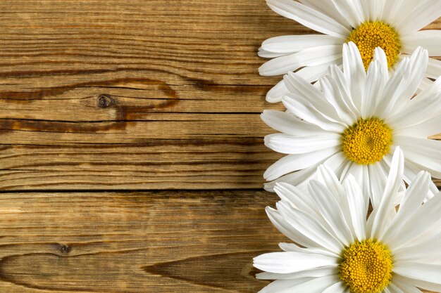 Large beautiful daisies on a wooden background