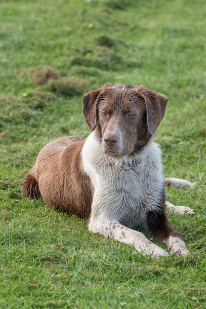 A large beautiful dog lies on the grass