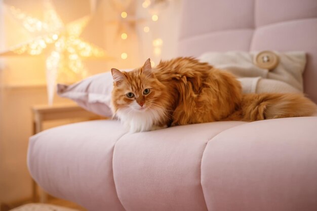 A large beautiful ginger cat lies on a beige sofa with Christmas lights bokeh on the background